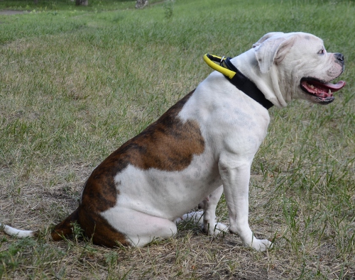 Amerikanische Bulldogge Halsband mit Verschluss und der Schlaufe - zum Schließen ins Bild klicken
